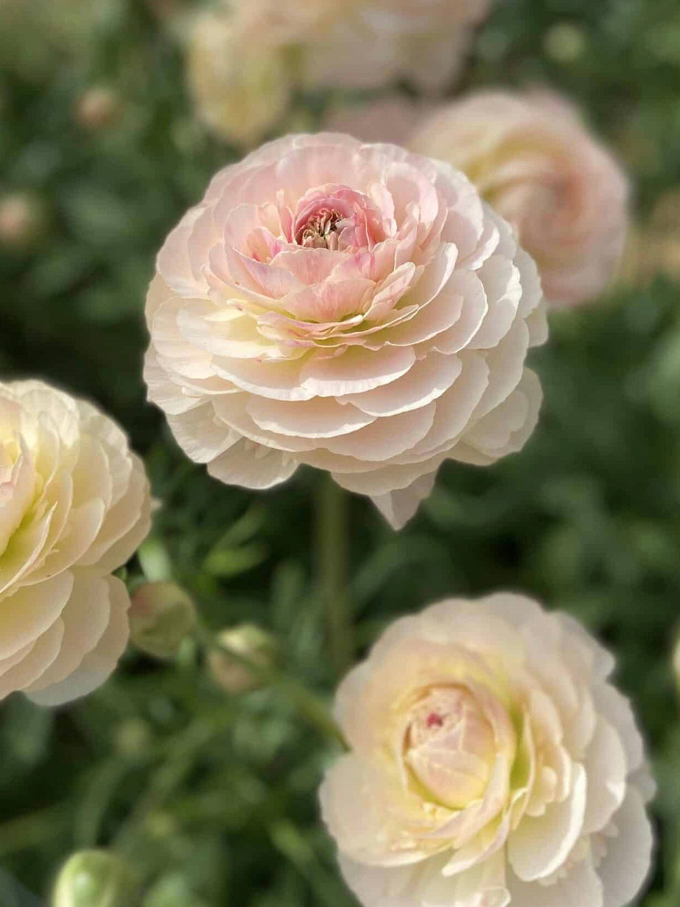 Closed Ranunculus Ranunculus Romance™ Maritime | DutchGrown™ | Unique Ranunculus Bulbs
