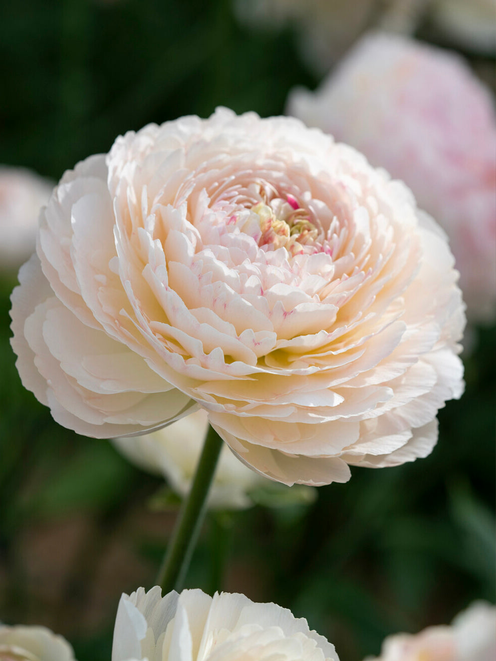Closed Ranunculus Ranunculus Romance™ Maritime | DutchGrown™ | Unique Ranunculus Bulbs