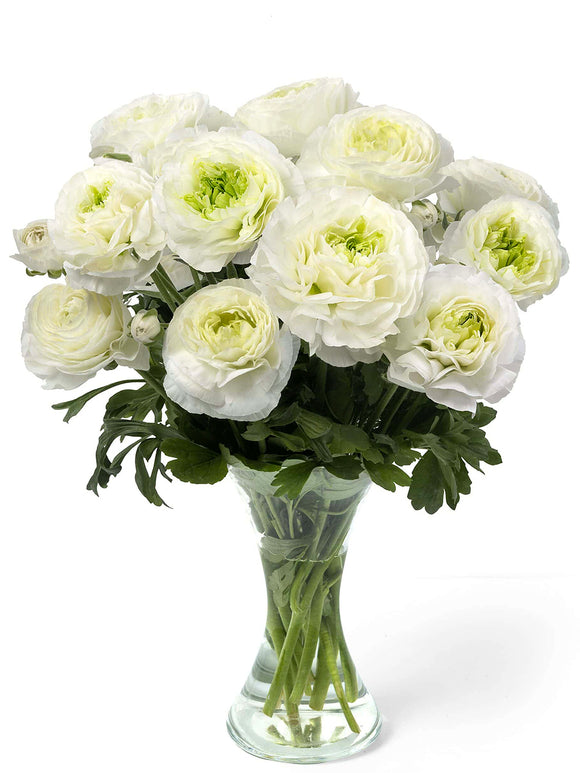 Layered Montenvers® flowers on strong stems