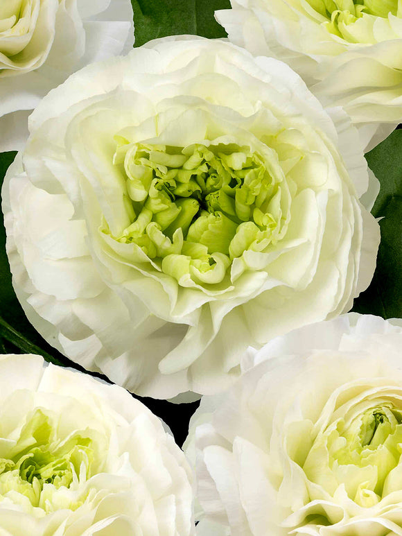 Ranunculus Romance™ Montenvers