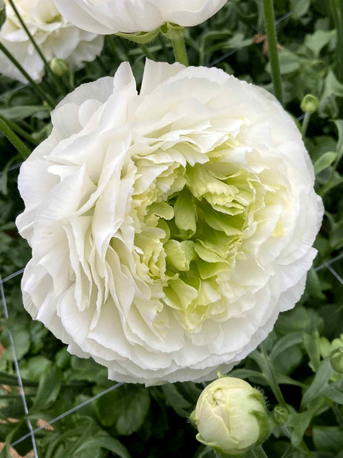 Ranunculus Romance Montenvers® white flowers with green heart