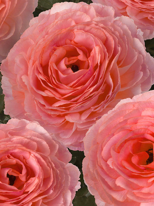 Ranunculus Romance™ Nohant Delivery all over Europe