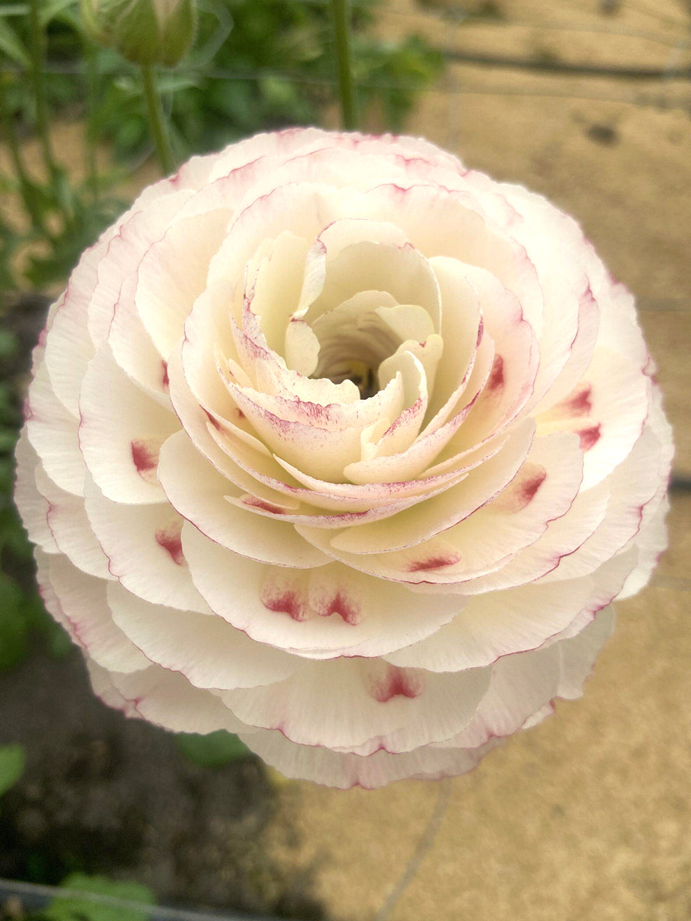 Closed Ranunculus Ranunculus Romance™ Orleans | DutchGrown™ | Unique Ranunculus Bulbs