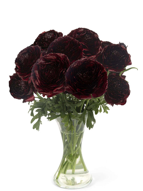 Large maroon ranunculus on strong stems