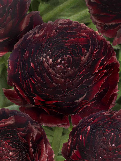 Velvety dark ranunculus Perigord® blooms