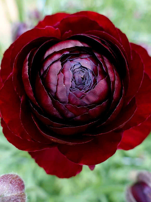 Ranunculus Romance Perigord® dark maroon flowers