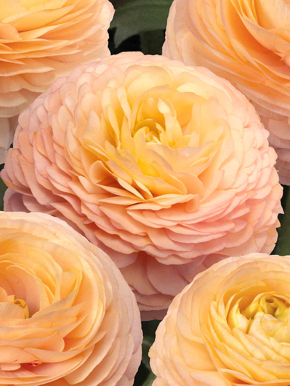 Buy Ranunculus Romance™ Salerno Corms