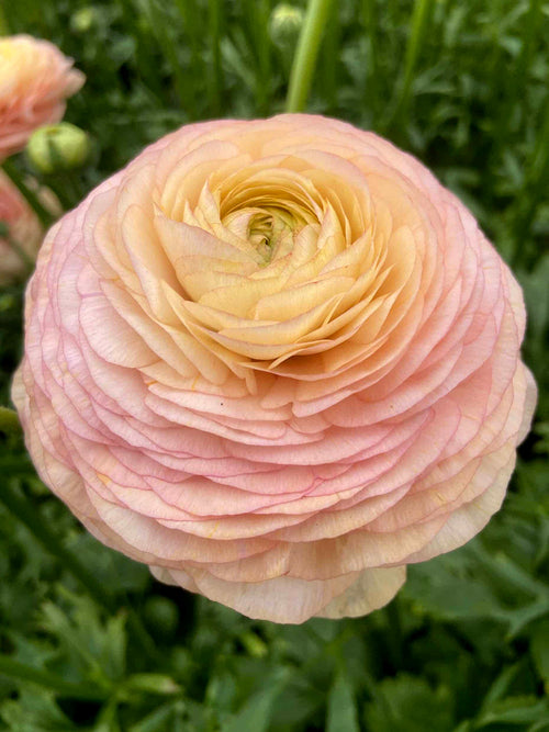 Ranunculus Romance™ Salerno Delivery all over Europe