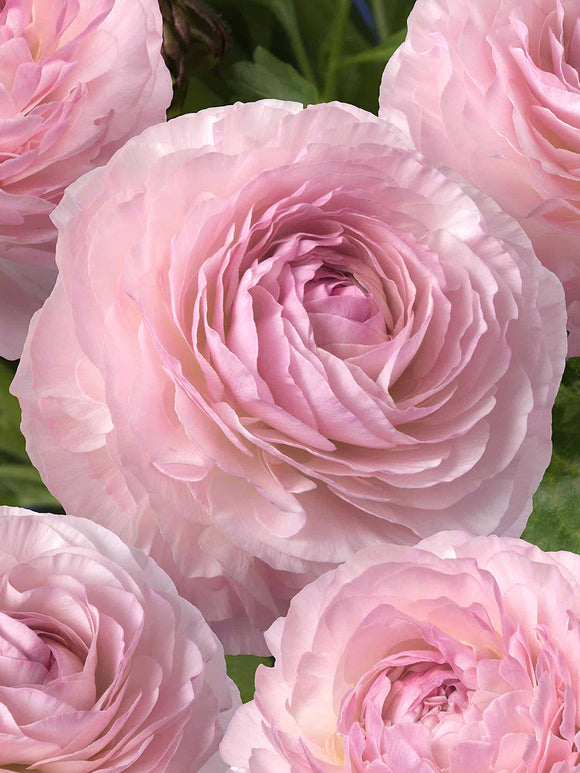 Ranunculus Romance™ Seine Corms for planting in autumn