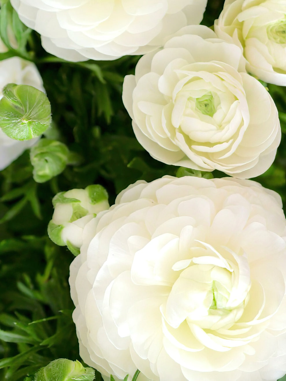 Moderna Ranunculus White Ranunculus White Corms | Classic White Blooms | DutchGrown™