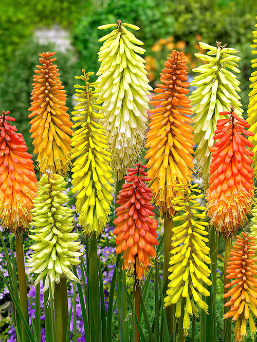 Red Hot Poker Breeders Mix EU shipping 