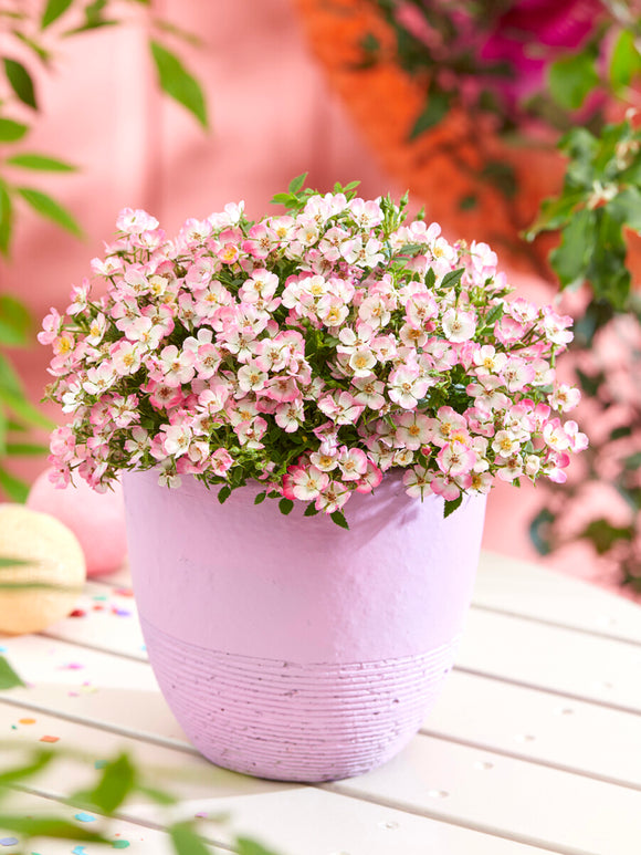 Rosa Cutie Pie ground cover rose with glossy green leaves