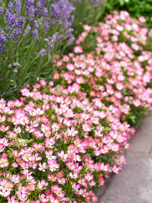 Close-up of Rosa Cutie Pie blooms with golden stamens