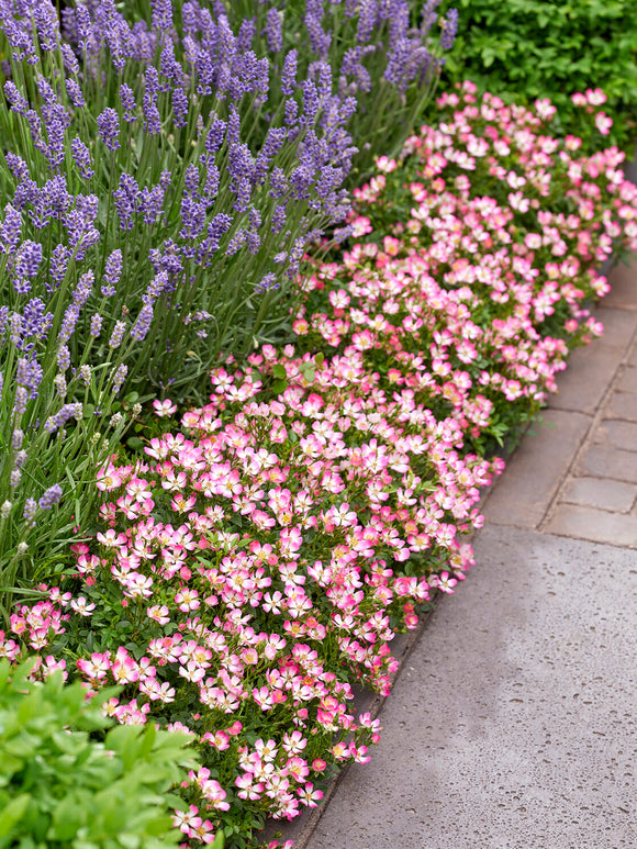 Soft pink and white Rosa Cutie Pie flowers in garden border