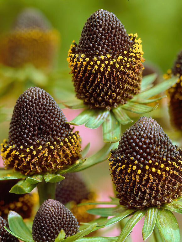 Rudbeckia Black Beauty bare roots from Holland