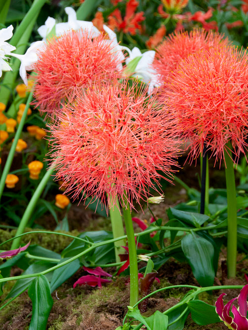 Blood Lily plant in bloom with bright red spherical flowers