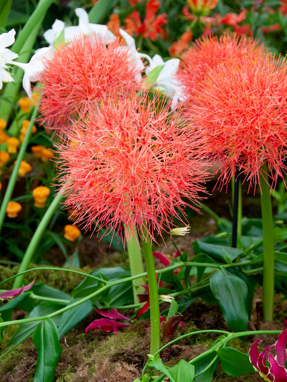 Blood Lily plant in bloom with bright red spherical flowers