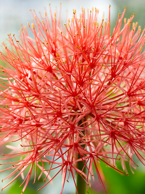 Close-up of Scadoxus multiflorus showing star-shaped red flowers