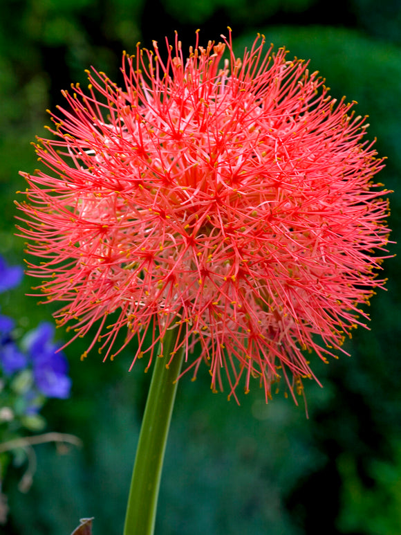 Scadoxus multiflorus 