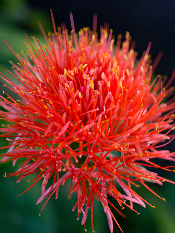 Scadoxus Multiflorus (Blood Lily) bulbs for spring planting