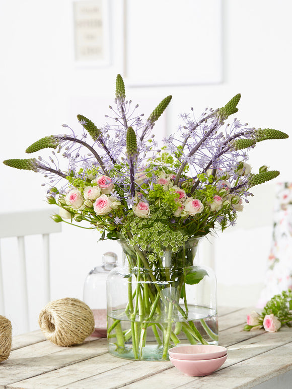 Scilla Hyacinthoides Blue Arrow