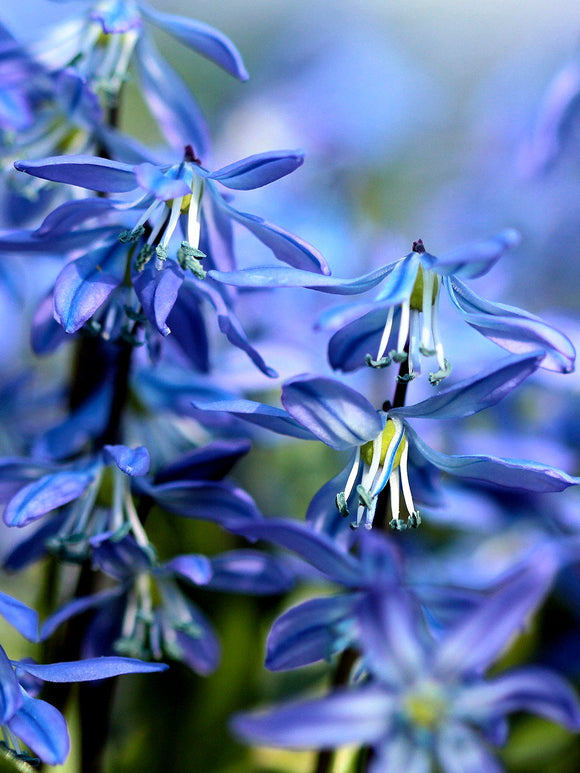 Buy siberian squill bulbs from Holland