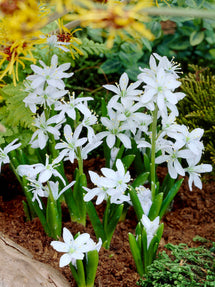 Scilla Tubergeniana (White Squill)