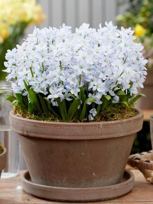 White squill bulbs
