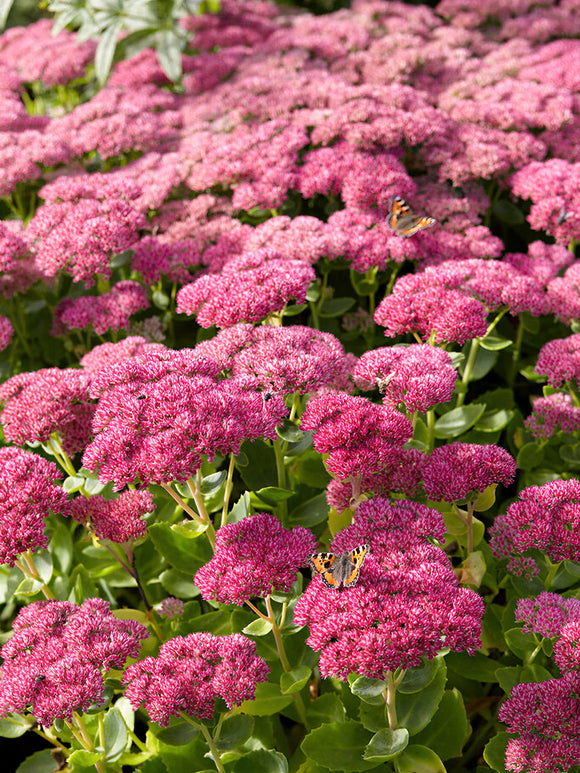 Buy Sedum Autumn Joy Herbstfreude (Stonecrop) bare roots