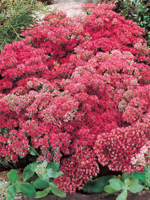 Sedum Autumn Joy Herbstfreude (Stonecrop) for spring planting and shipping to UK