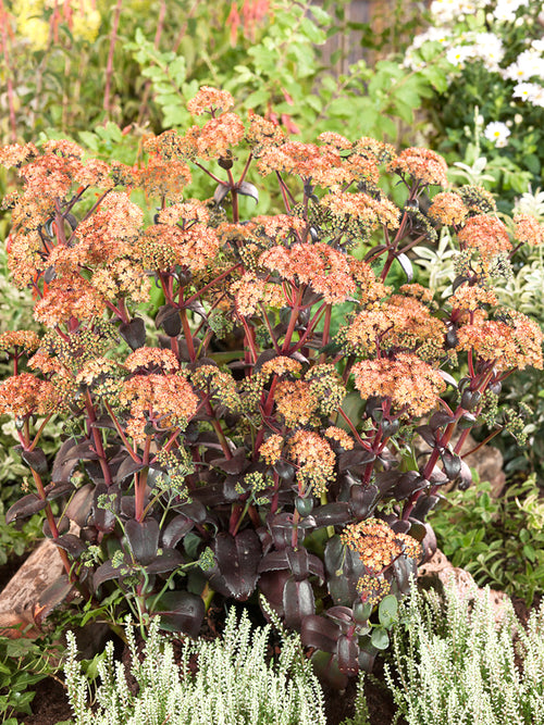 Sedum Orange Xenox (Stonecrop)