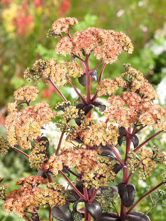 Sedum Orange Xenox (Stonecrop)