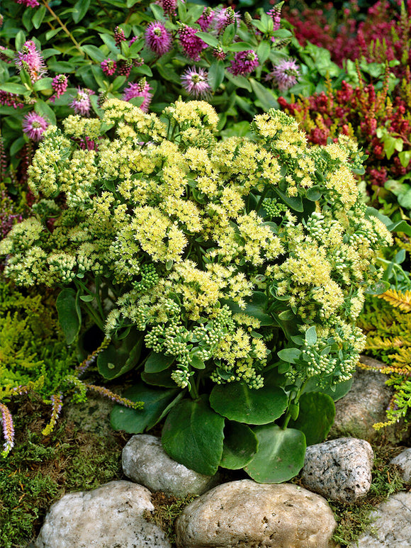 Buy Sedum Sunkissed (Stonecrop) bare roots