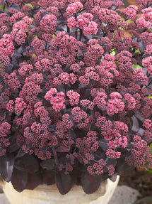 Sedum Xenox (Stonecrop)