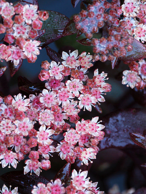 Sedum Xenox (Stonecrop) for spring planting and shipping