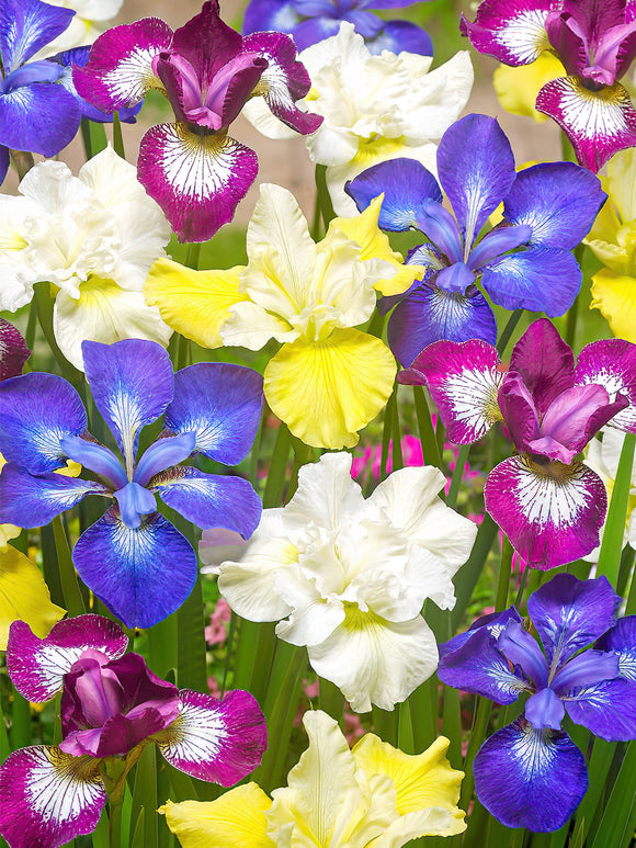 Mixed Iris Siberica bare roots 