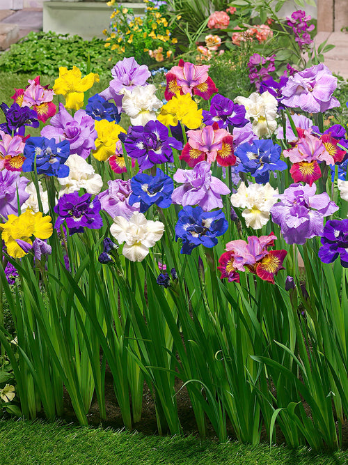 Iris Siberica bare roots, mixed iris for spring shipping and planting