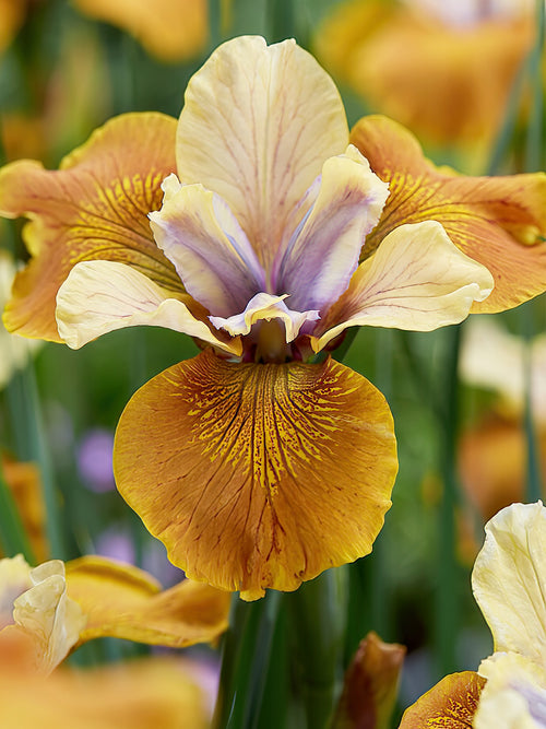 Buy Iris Siberica Colonel Mustard