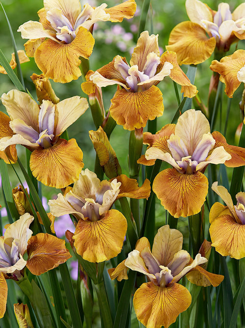 Iris Siberica Colonel Mustard from Holland