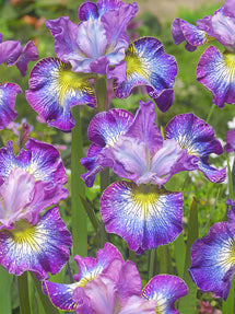 Siberian Iris How Audacious