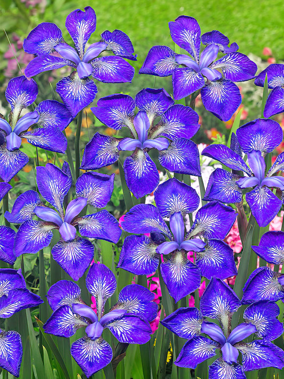 Iris Siberica I See Stars bare roots for spring planting