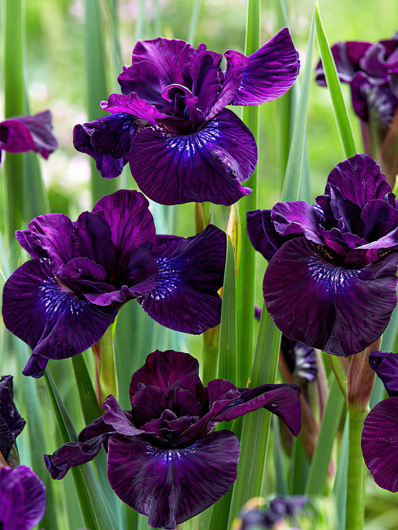Iris Siberica Purplelicious bare roots