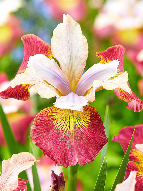 Iris Siberica Sugar Rush bare roots for spring planting 