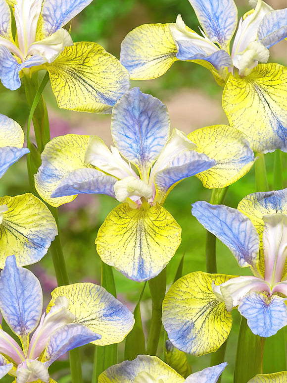 Iris Siberica Tipped in Blue for EU shipping