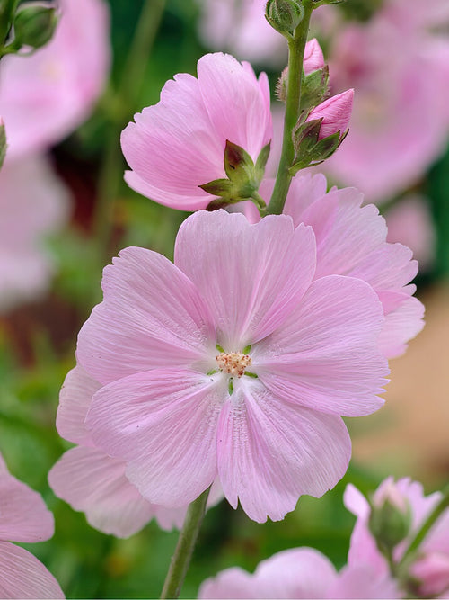 Sidalcea Little Princess