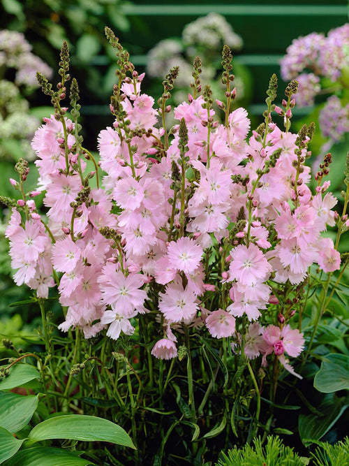 Buy Sidalcea Little Princess