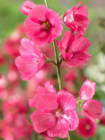 Sidalcea Rose Bouquet