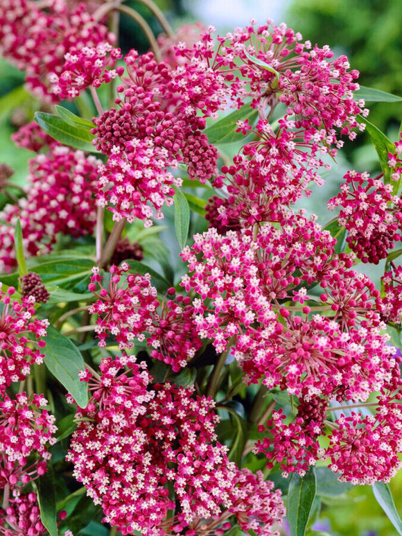 Buy nAsclepias (Swamp Milkweed) Soulmate Bare Roots