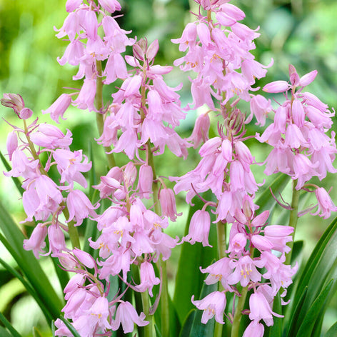 Hyacinthoides (Spanish Bluebells) Spanish Bluebell Bulbs Dainty Maid Pink