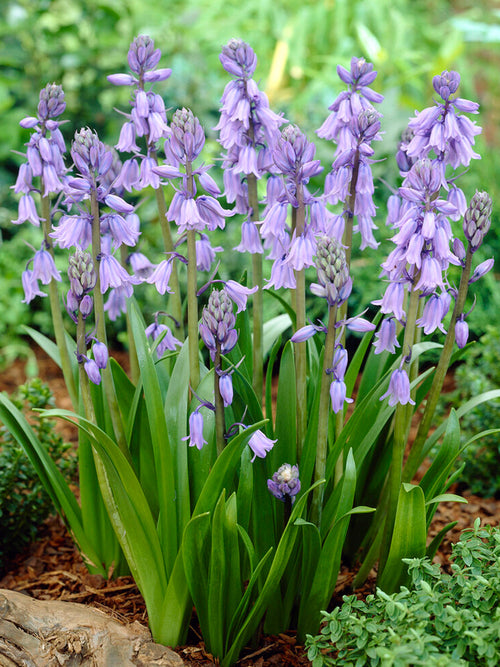 Buy Flower Bulbs Spanish Bluebells Excelsior Blue